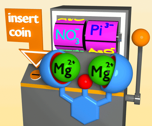 Bimetallic Bis-anion Cascade Complexes of Magnesium in Non-Aqueous Solution